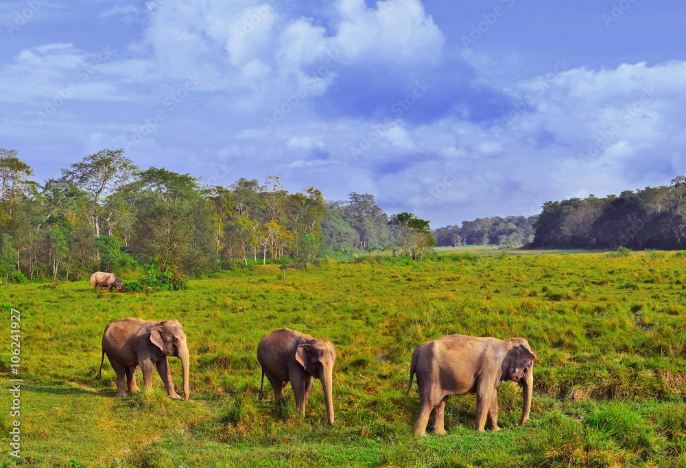 Chitwan National Park Tour